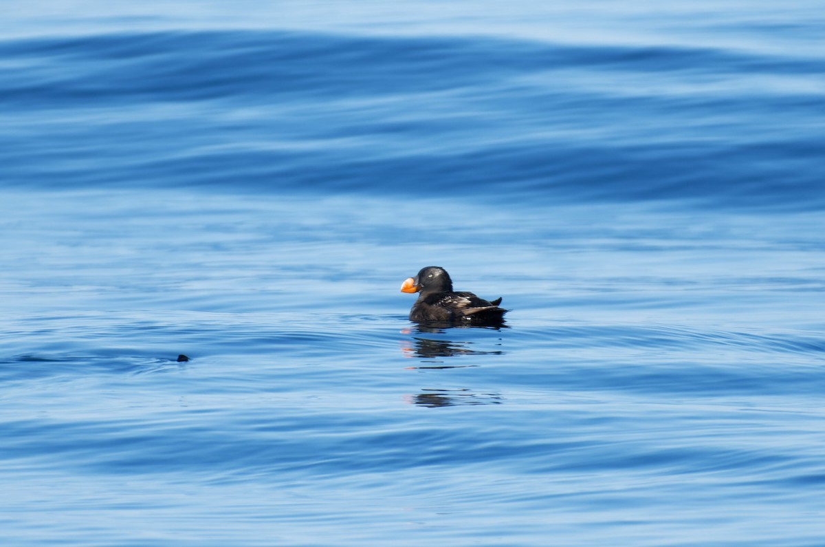 Tufted Puffin - ML613346495