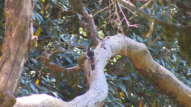 Himalayan Woodpecker - ML613346592