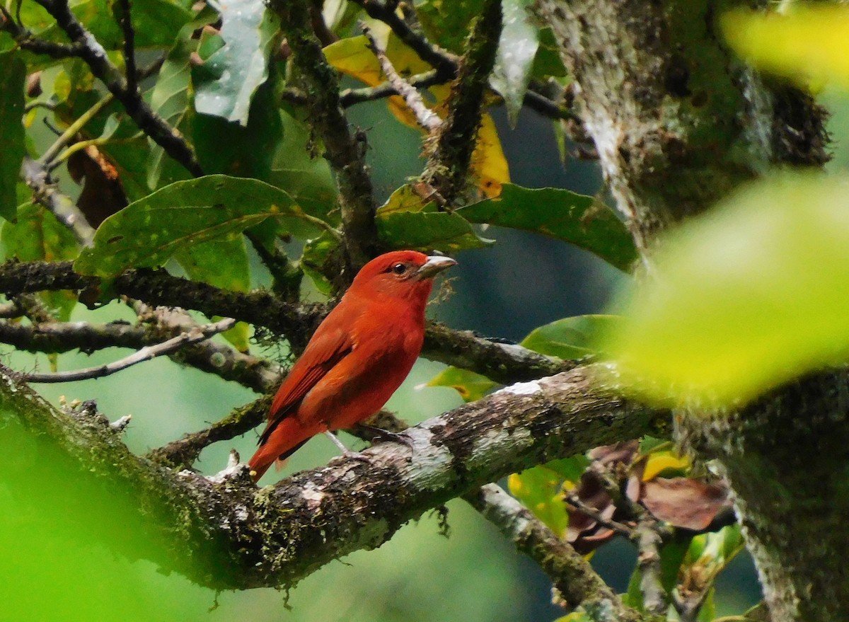 Hepatic Tanager - ML613346650