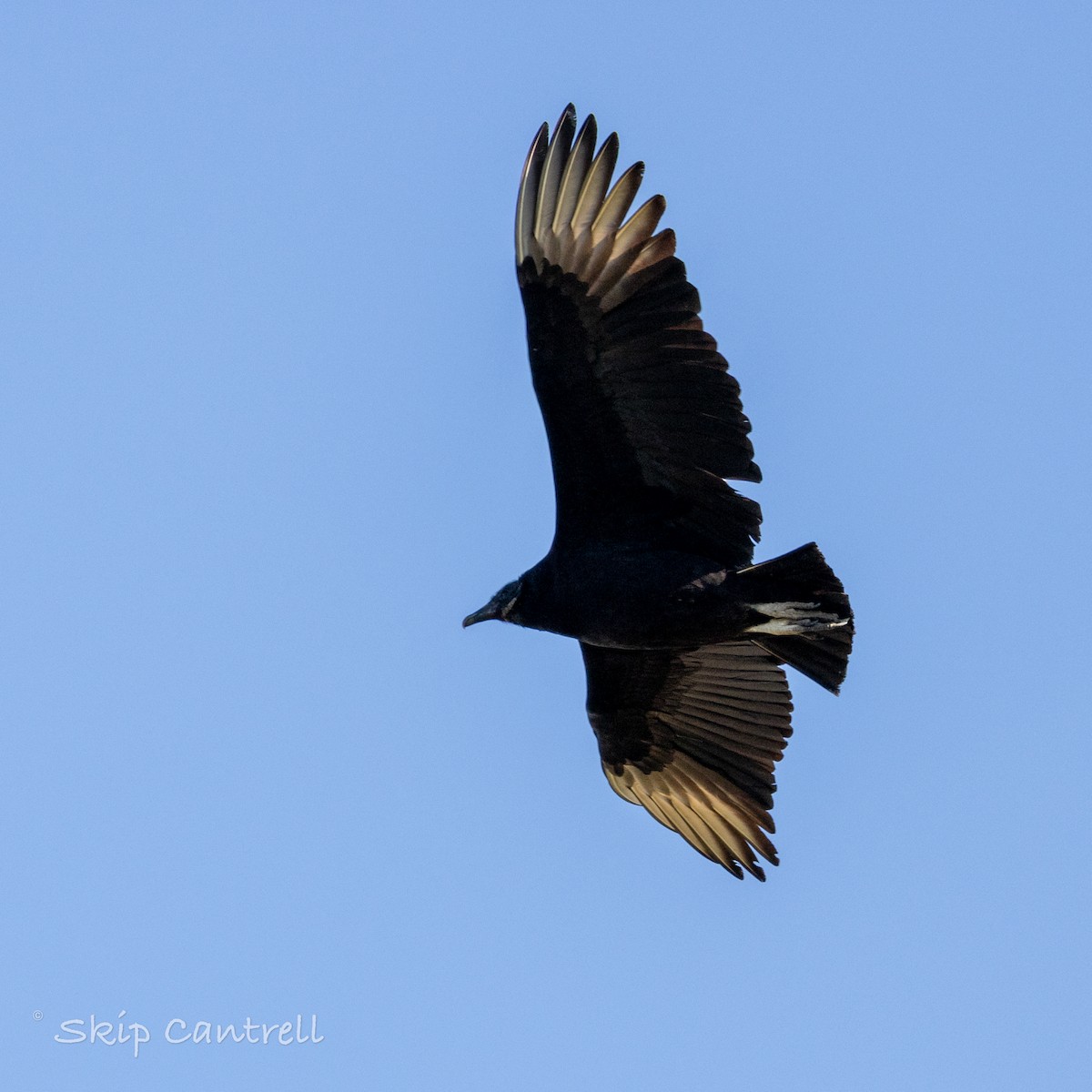 Black Vulture - ML613346772