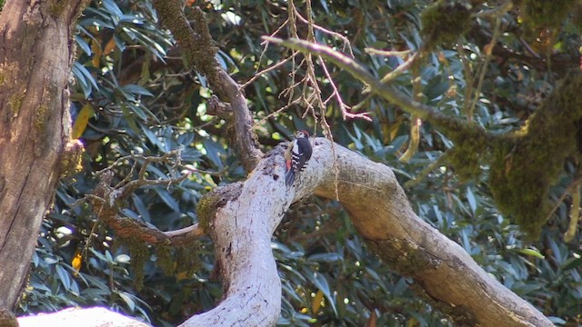Himalayan Woodpecker - ML613346796