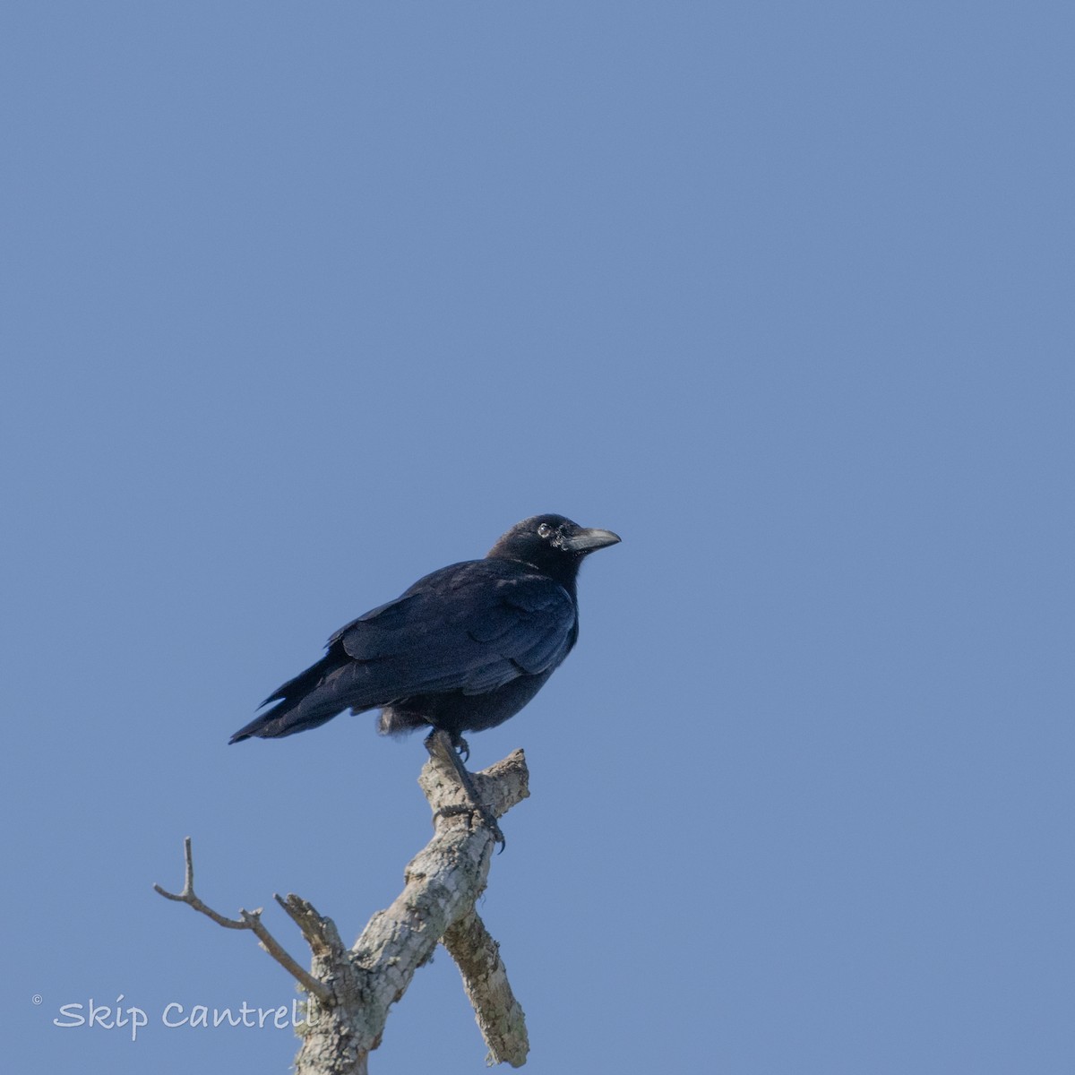 American Crow - Skip Cantrell
