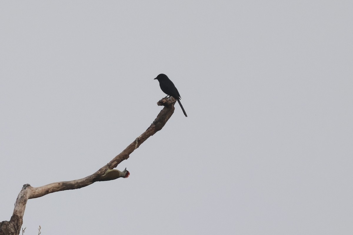 Fork-tailed Drongo (Glossy-backed) - ML613346831