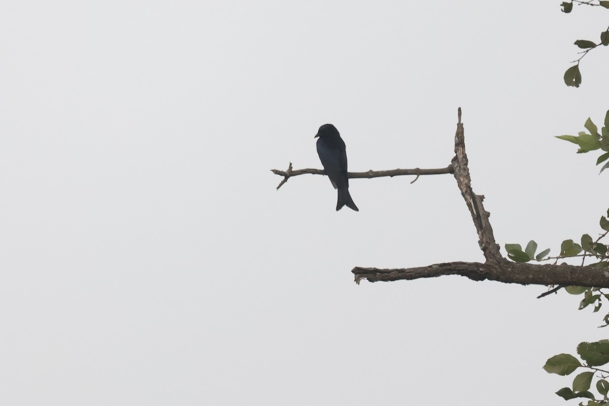 Fork-tailed Drongo (Glossy-backed) - ML613346832