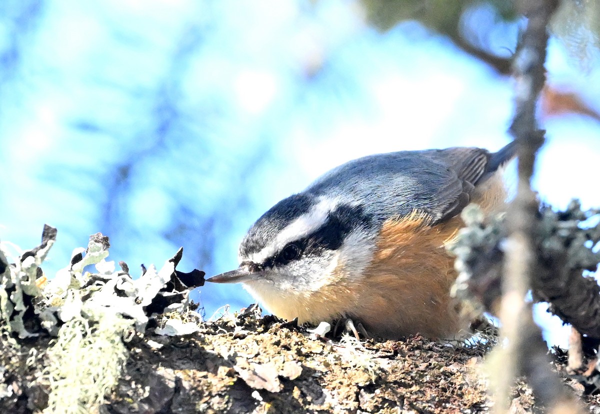 Red-breasted Nuthatch - ML613346876