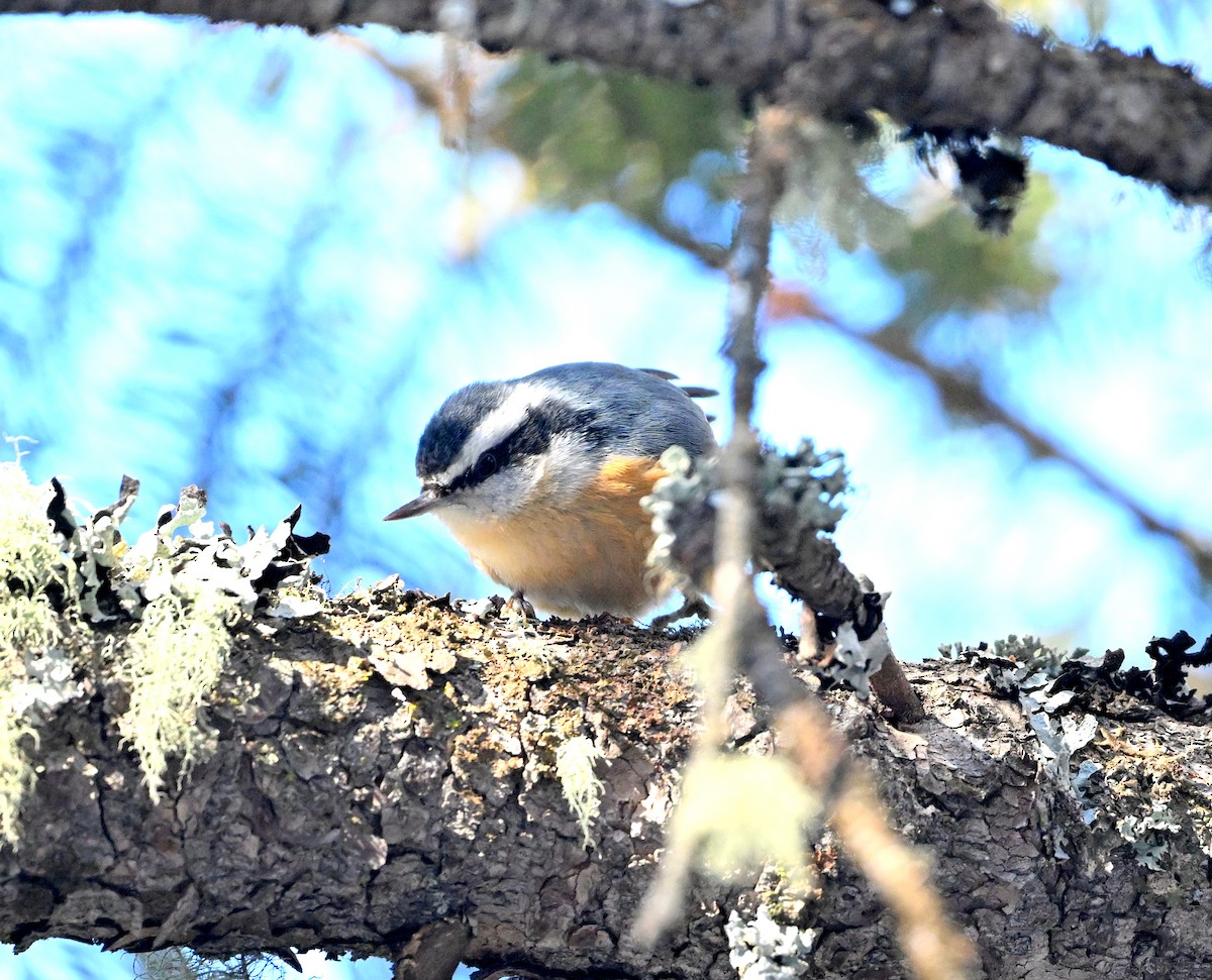 Red-breasted Nuthatch - ML613346878