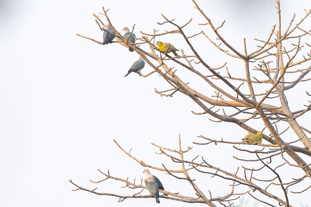 Yellow-footed Green-Pigeon - ML613346952