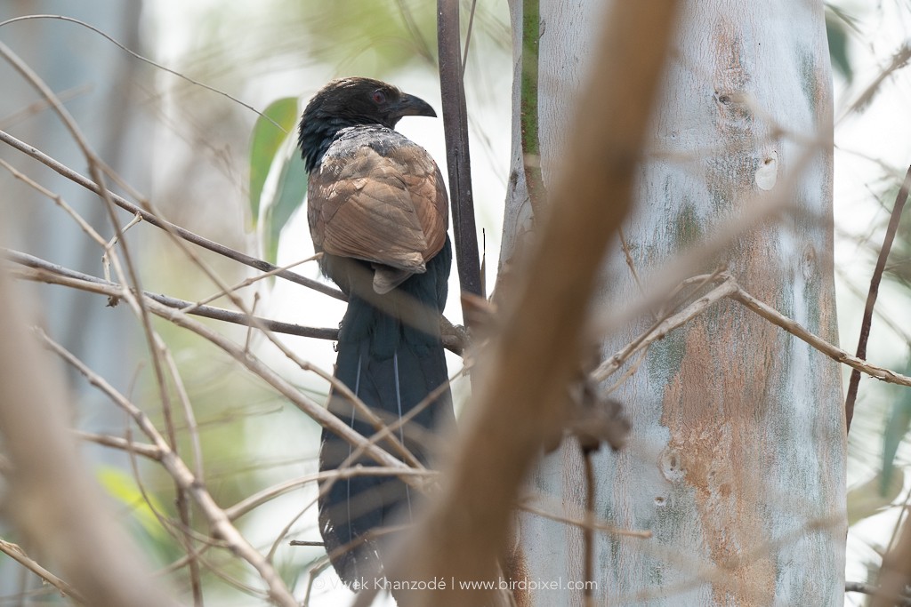 Greater Coucal - ML613346955