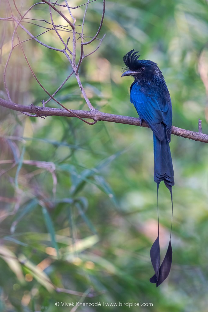Greater Racket-tailed Drongo - ML613346993