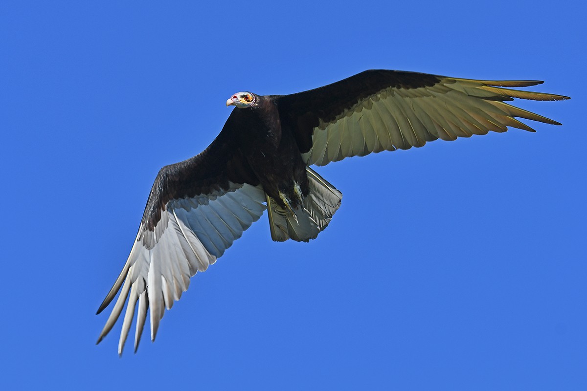 Lesser Yellow-headed Vulture - ML613347023