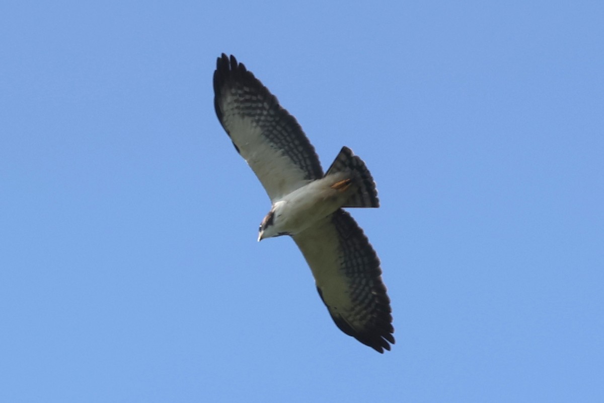 Short-tailed Hawk - Leo Weiskittel
