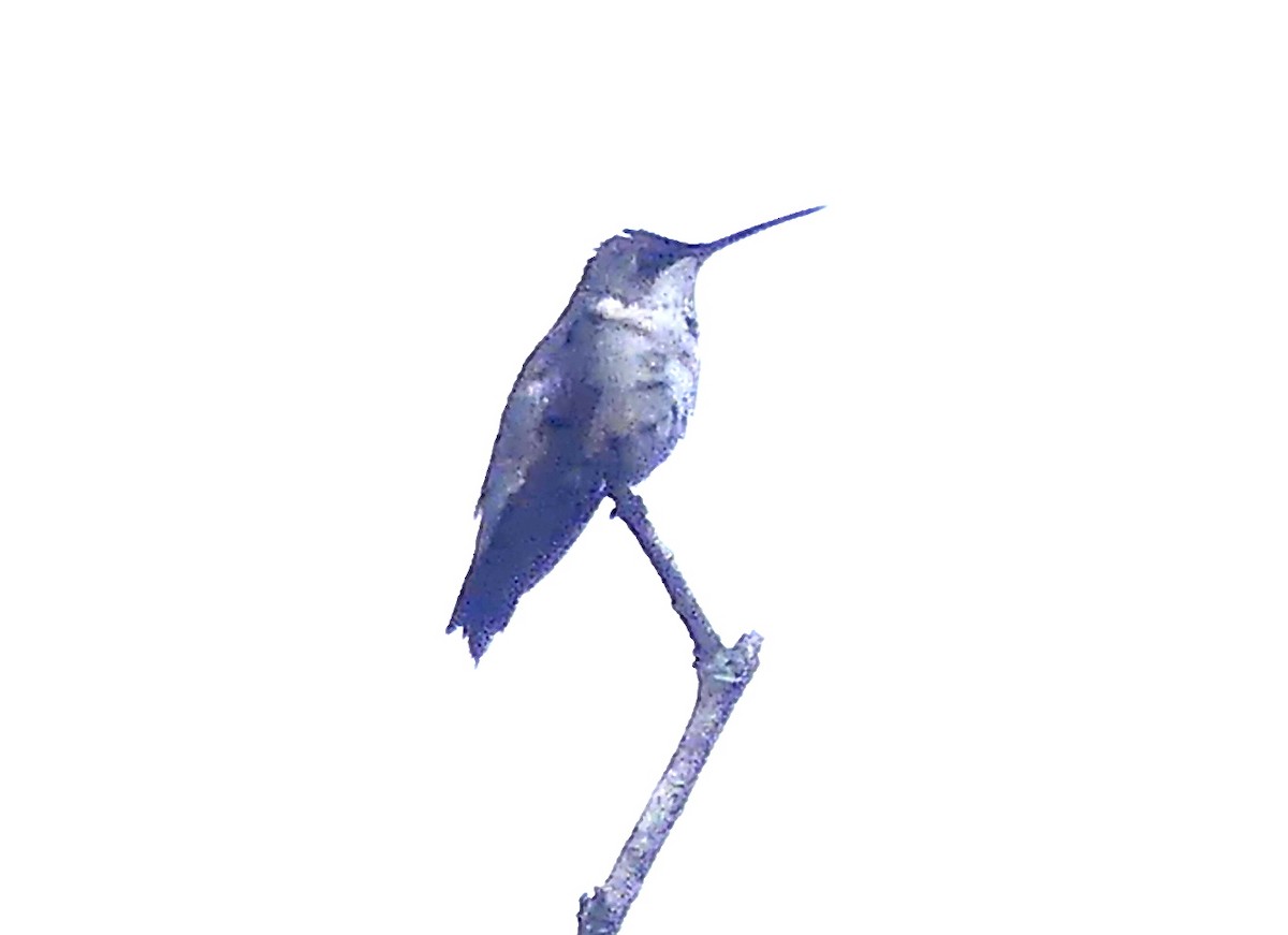 Black-chinned Hummingbird - ML613347261