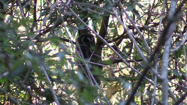 Brown Wood-Owl - ML613347302