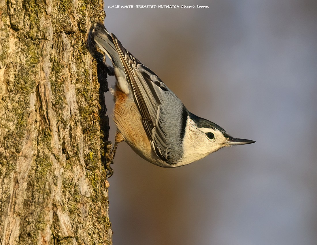 White-breasted Nuthatch - ML613347365
