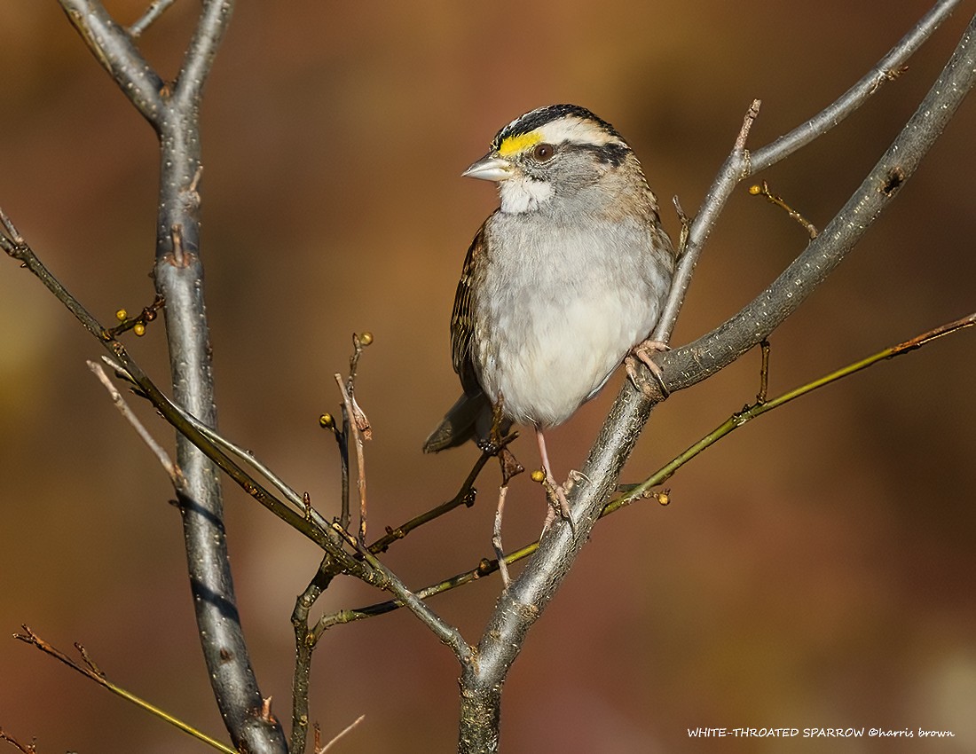 White-throated Sparrow - ML613347394