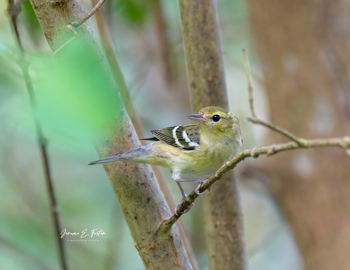 Bay-breasted Warbler - ML613347480
