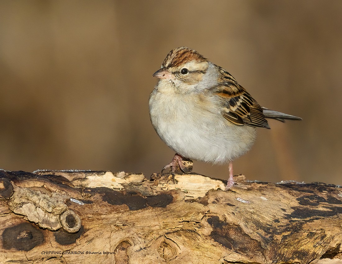 Chipping Sparrow - ML613347664