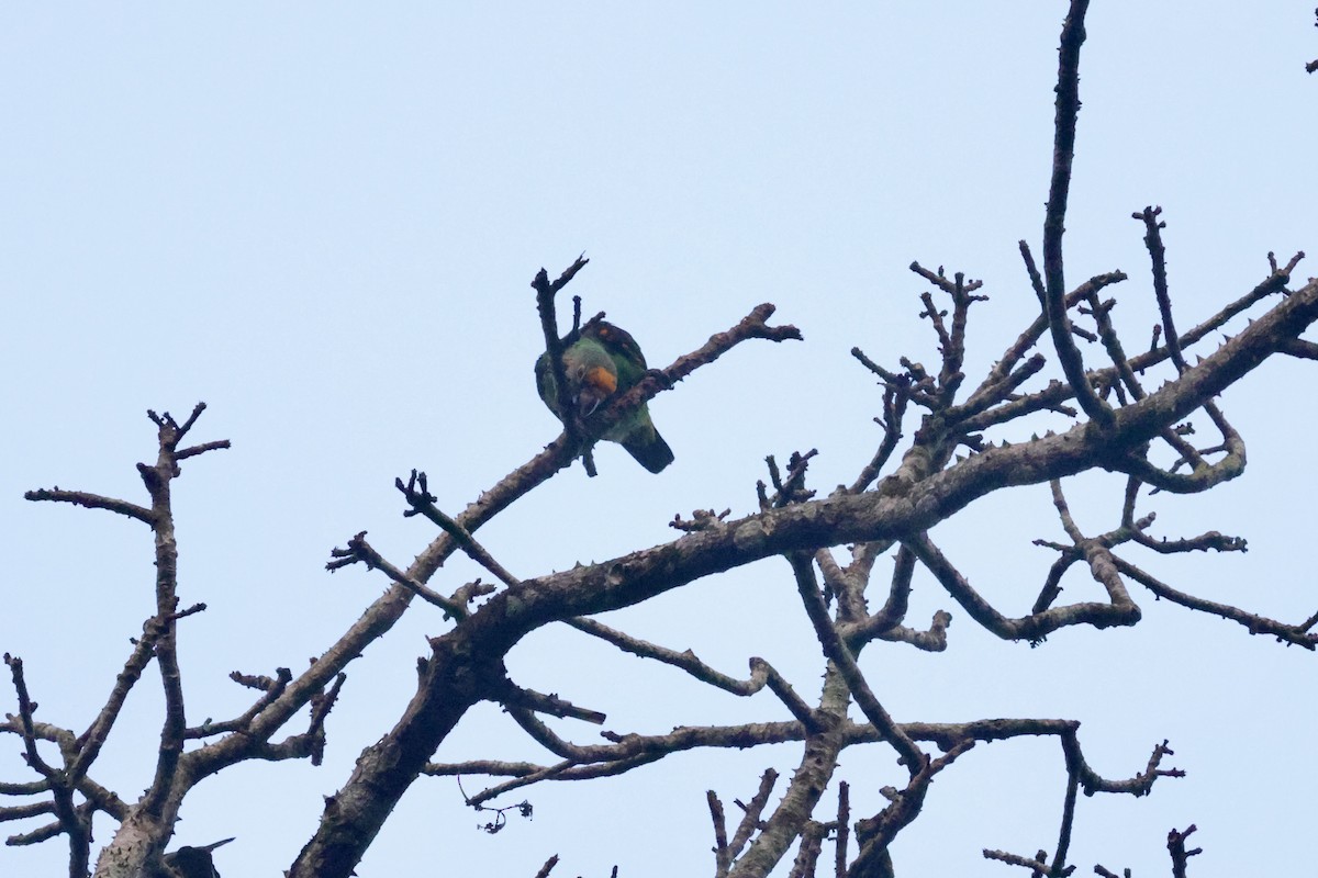 papoušek konžský (ssp. fantiensis) - ML613347722