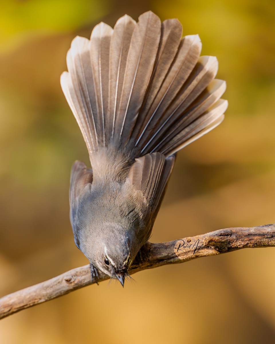 White-throated Fantail - ML613347901