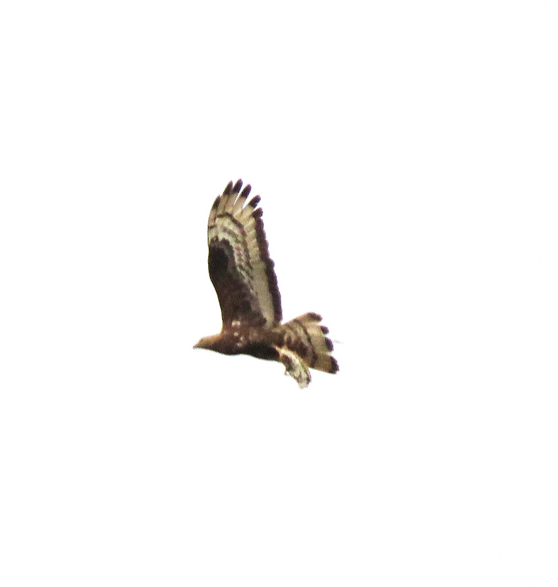 European Honey-buzzard - ML613348015