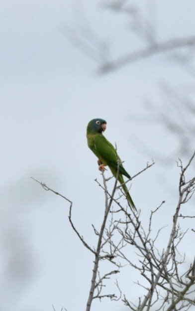 Blue-crowned Parakeet - Fernando Muñoz