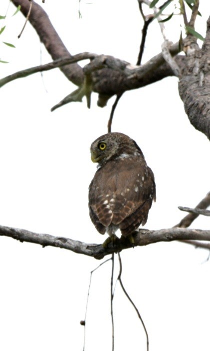 Ferruginous Pygmy-Owl - Fernando Muñoz