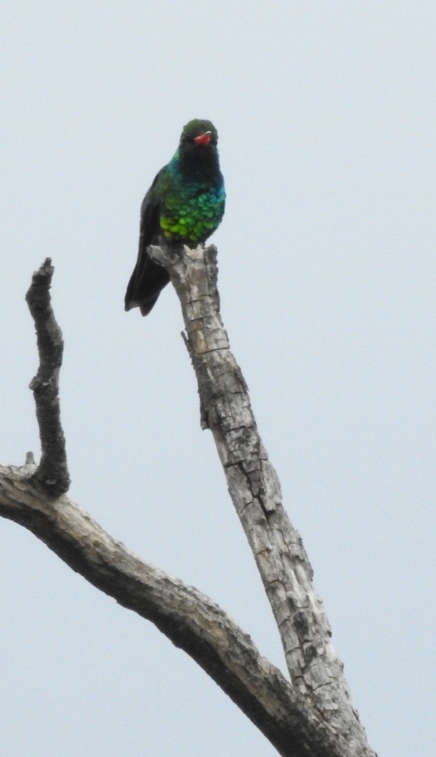 kolibřík lesklobřichý - ML613348281