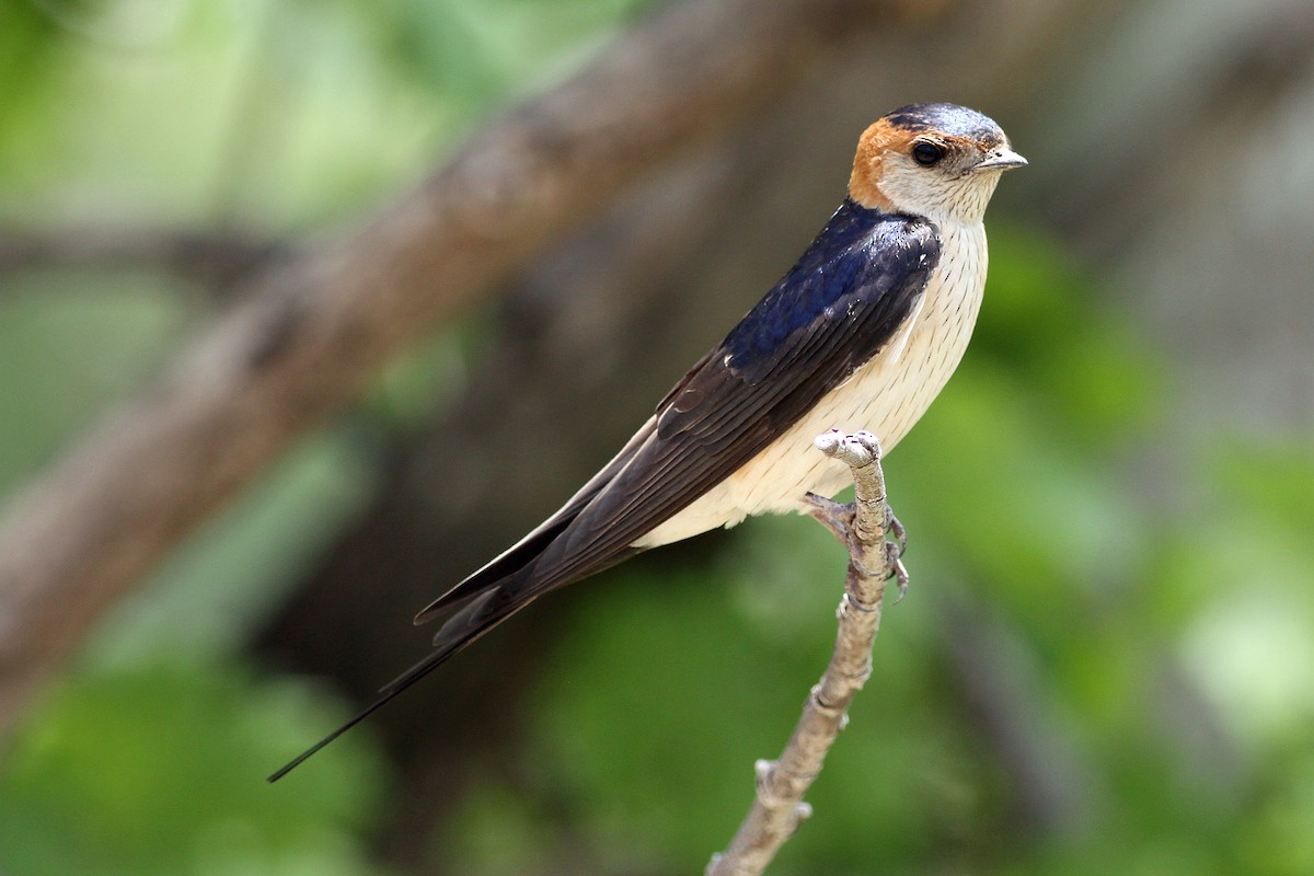 Red-rumped Swallow - ML613348299