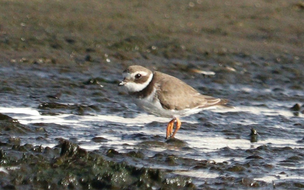 Common Ringed Plover - ML613348320