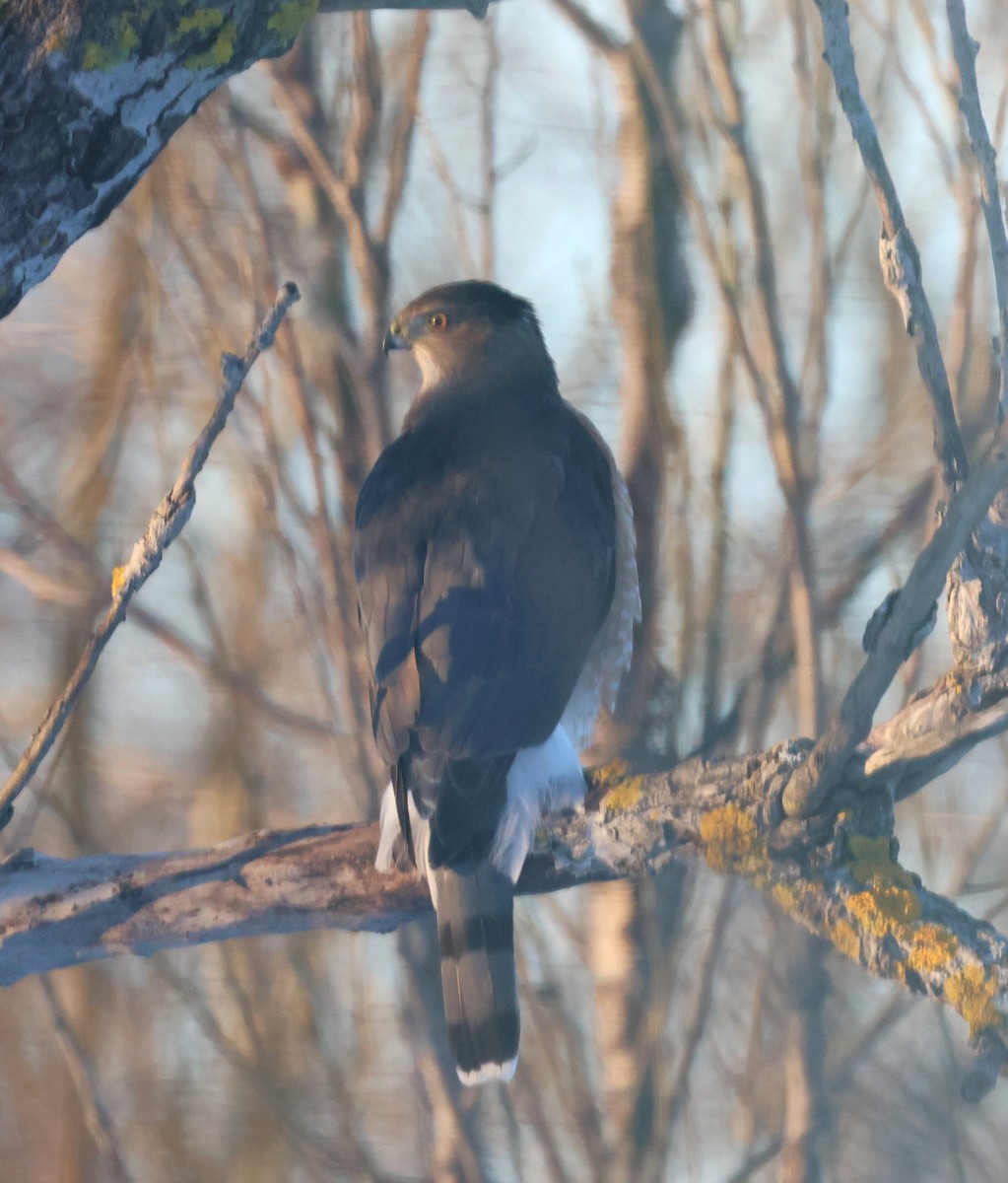 Ebird Checklist Dec Plymouth Species