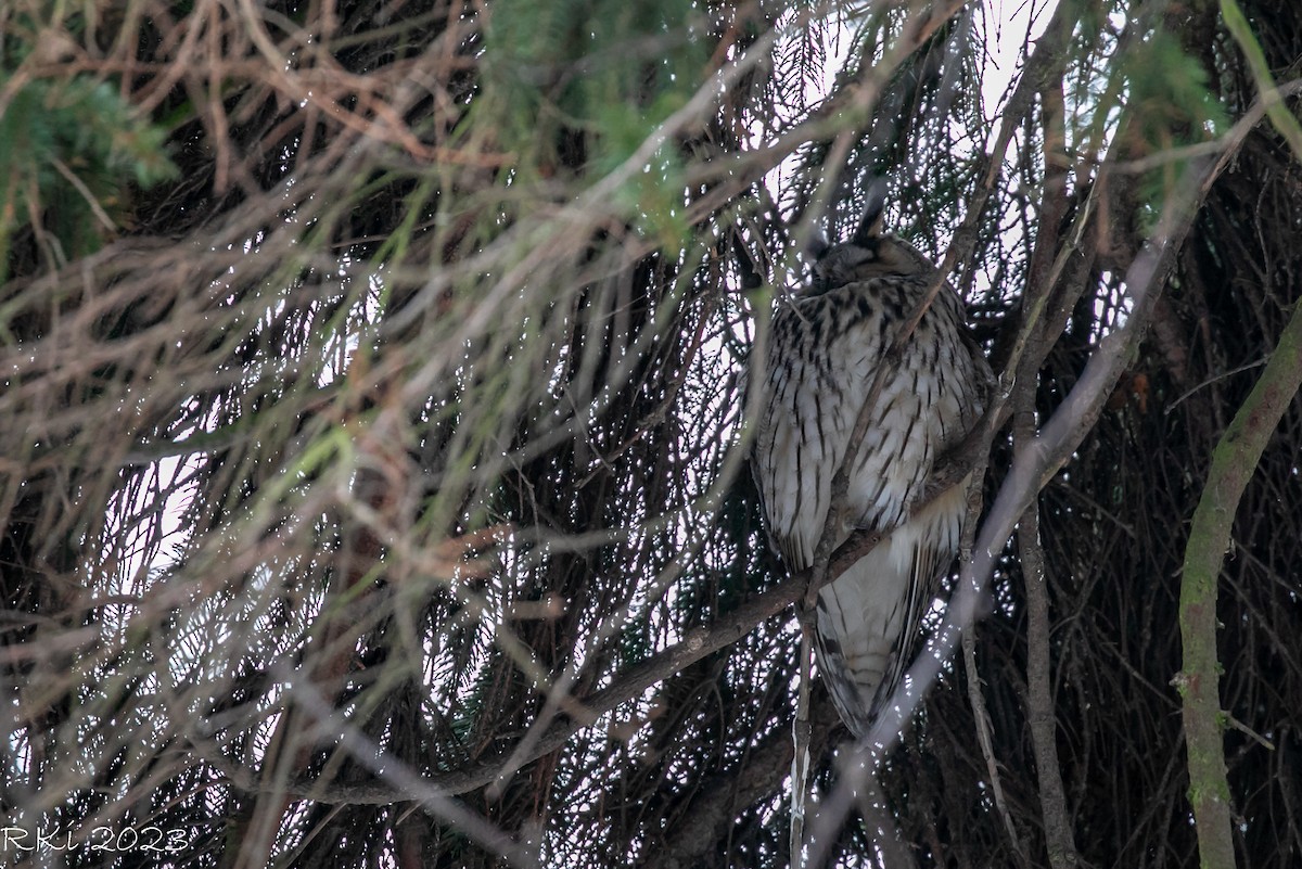 Long-eared Owl - ML613348531