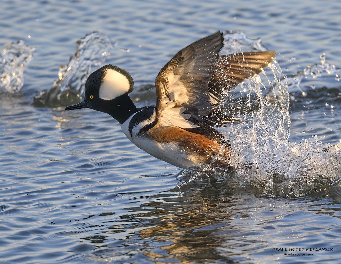 EBird Checklist - 5 Jan 2024 - Edwin B. Forsythe NWR--Wildlife Drive (8 ...