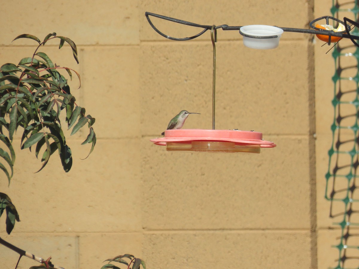 hummingbird sp. - ML613349122