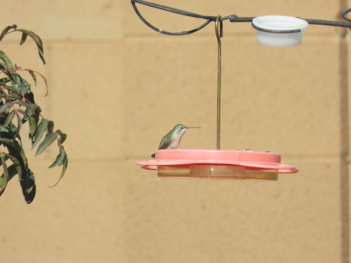 hummingbird sp. - ML613349123