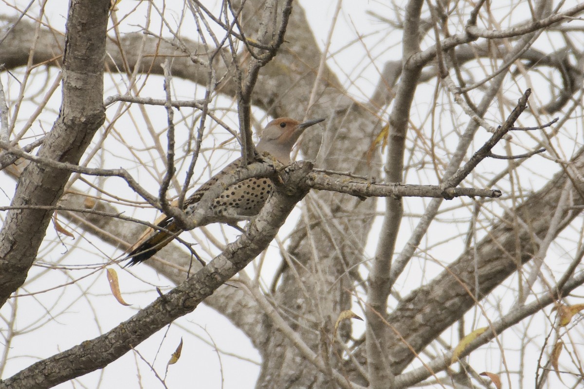 Northern Flicker (Yellow-shafted x Red-shafted) - ML613349258