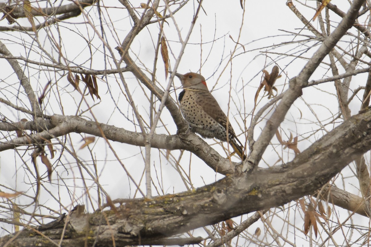 Northern Flicker (Yellow-shafted x Red-shafted) - ML613349259
