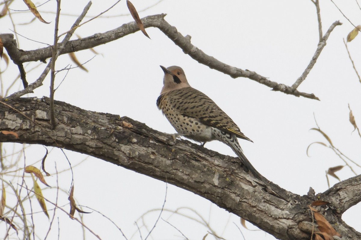 Northern Flicker (Yellow-shafted) - ML613349265
