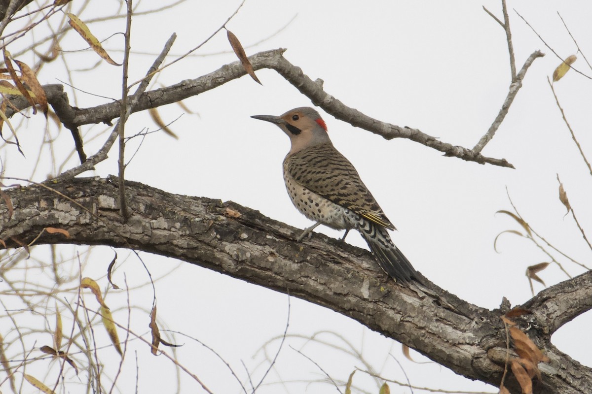 Northern Flicker (Yellow-shafted) - ML613349266