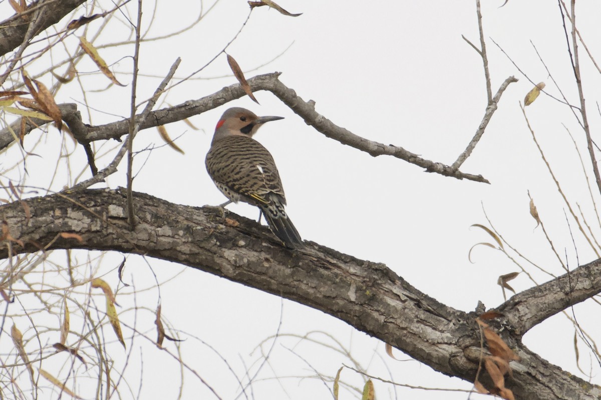 Northern Flicker (Yellow-shafted) - ML613349267
