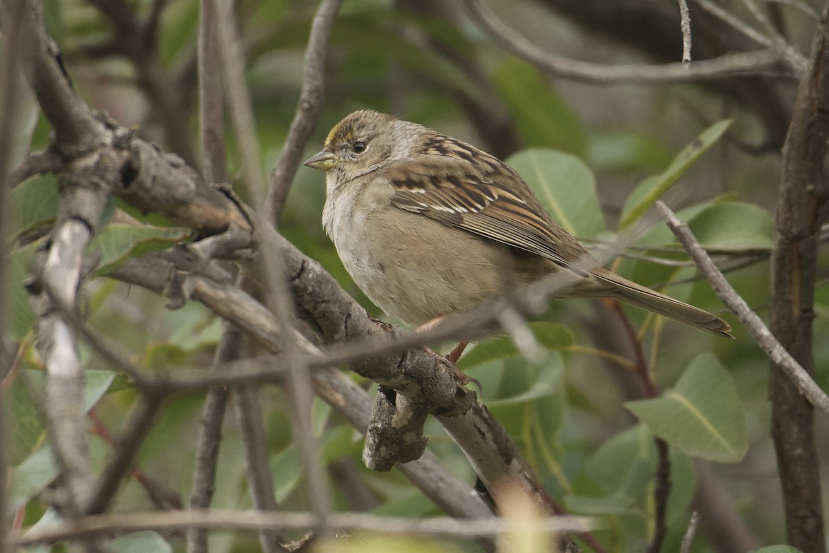 Golden-crowned Sparrow - Bridget Spencer