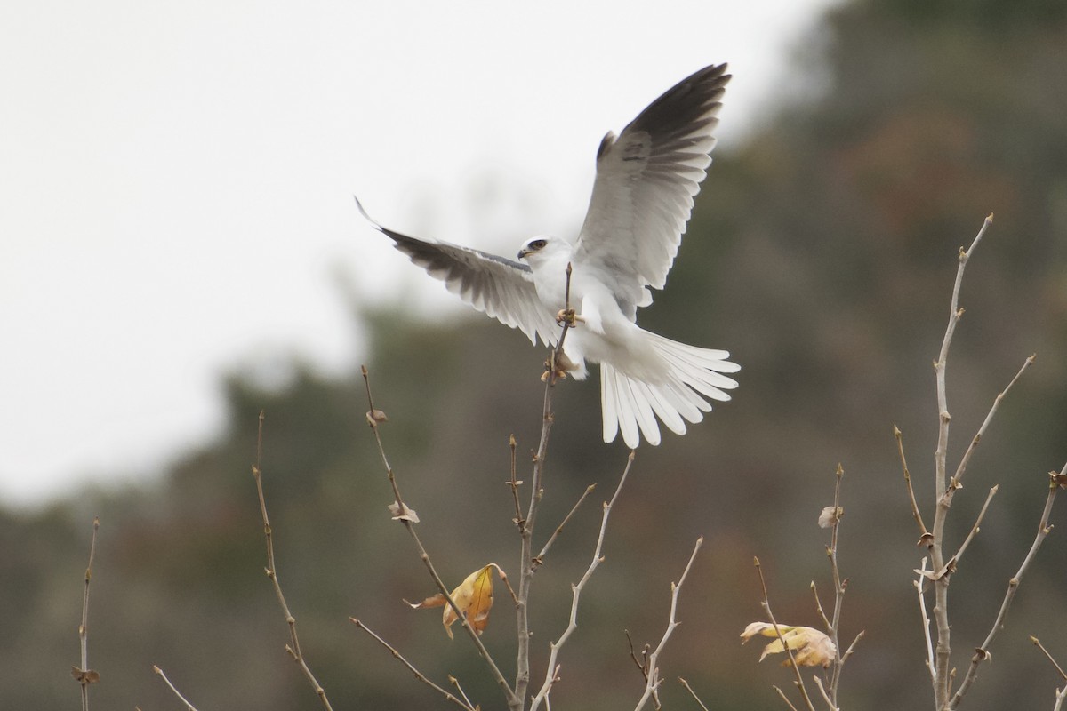 White-tailed Kite - ML613349324