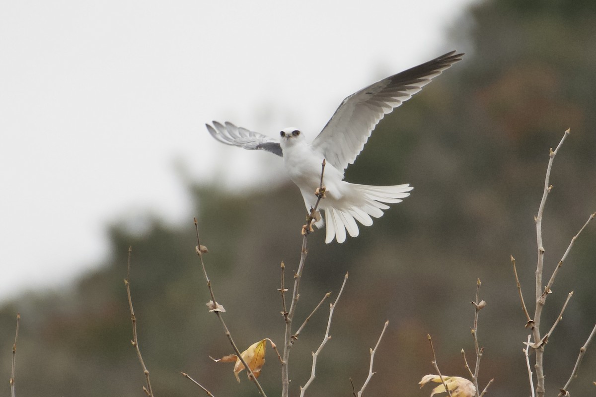 White-tailed Kite - ML613349325