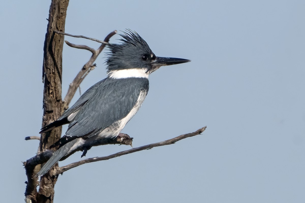 Belted Kingfisher - ML613349403