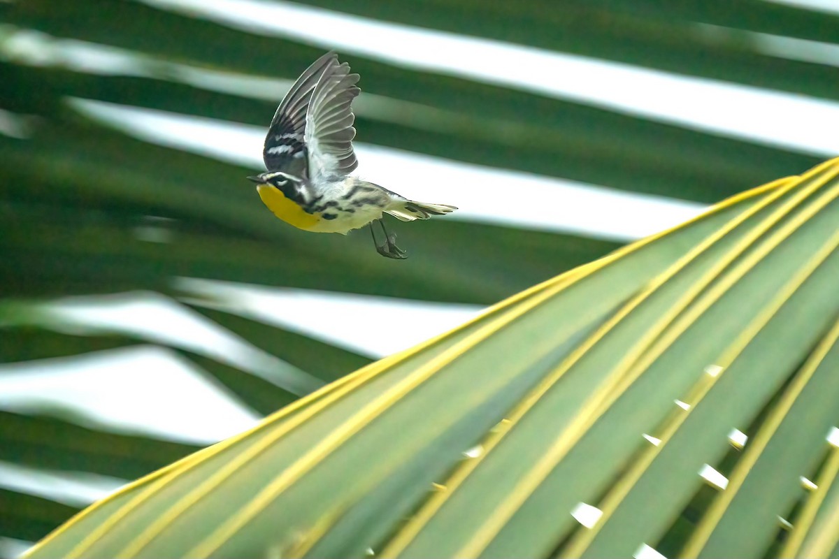 Yellow-throated Warbler - ML613349484