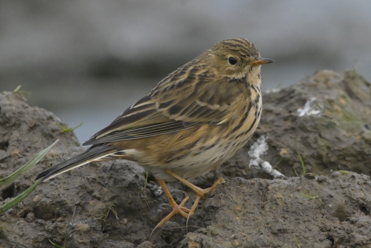 Meadow Pipit - ML613349534