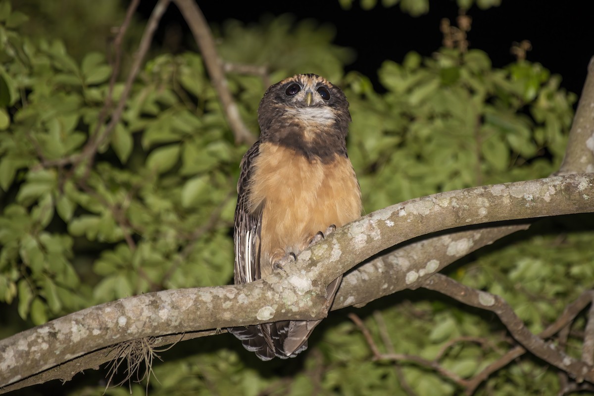 Tawny-browed Owl - Luiz Carlos Ramassotti