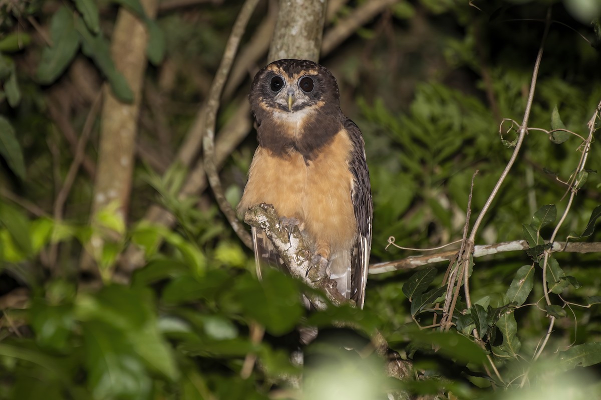 Tawny-browed Owl - Luiz Carlos Ramassotti