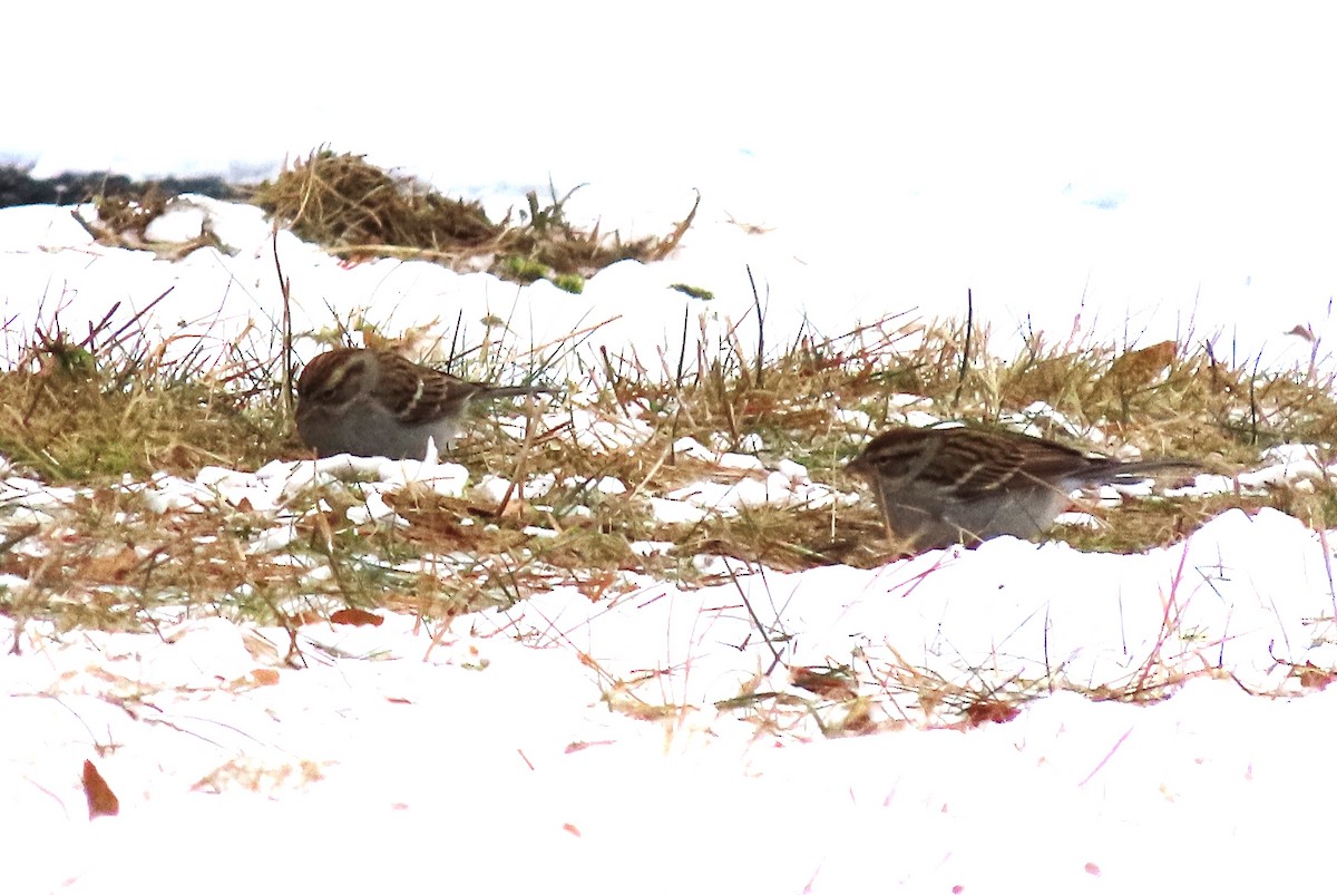 Maine eBird Checklist 9 Jan 2024 ME, Unity College; MBA quad Unity
