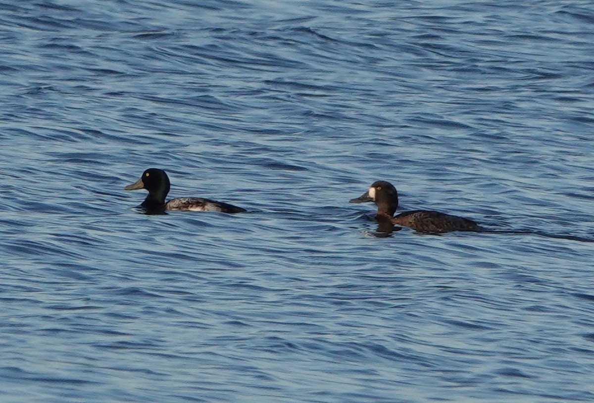 Greater Scaup - ML613350216