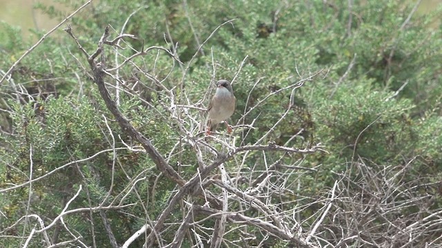 Spectacled Warbler - ML613350235